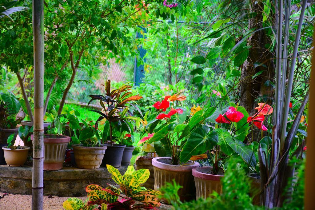 Mount View Hotel Polonnaruwa Eksteriør billede